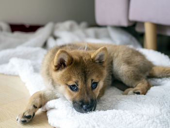 Close-up of dog