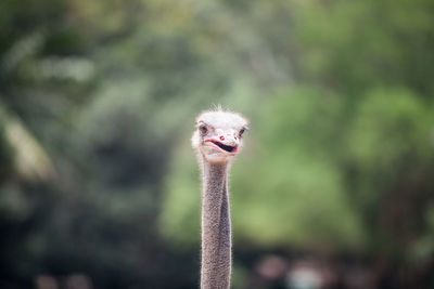 Close-up portrait of ostrich