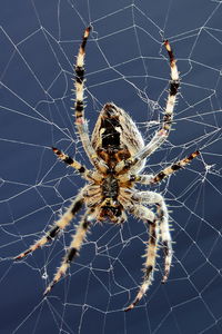 Close-up of spider on web