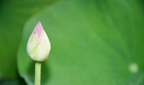 Lotus buds on a blurred background are used for the background.
