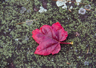 High angle view of maple leaf on autumn leaves
