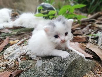 Portrait of white kitten on outdoors