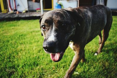 Close-up portrait of dog on field