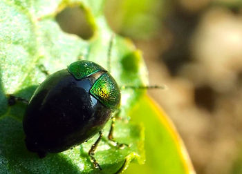 Close-up of insect on leaf