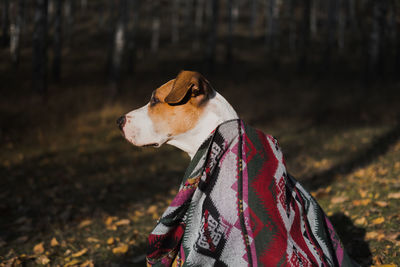 Beautiful dog in a blanket outdoors, autumn nature scene. staffordshire terrier dog in the forest