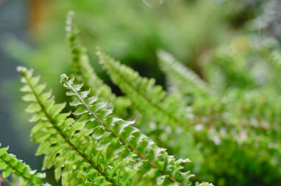 Close-up of fern