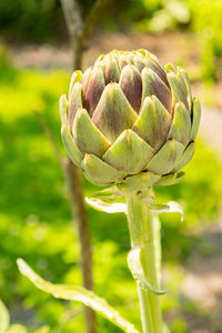 thistle