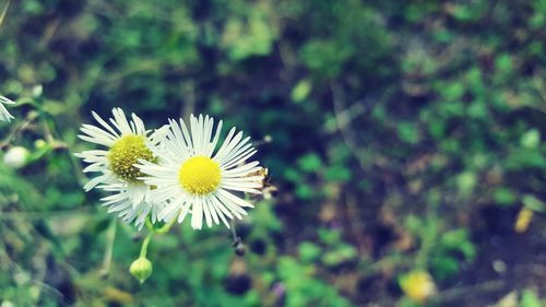 Close-up of white daisy blooming outdoors