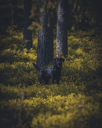 View of dog on dirt road