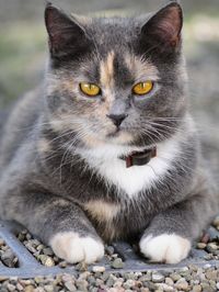 Close-up portrait of cat