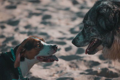 Close-up of dog looking away