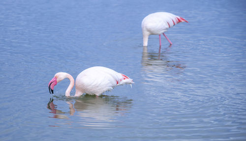 Pink flamingo looks for food in the molentargius pond in cagliari, southern sardinia