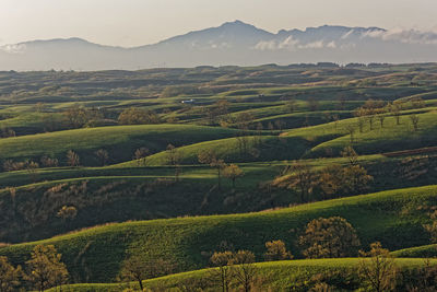 Scenic view of agricultural field against sky