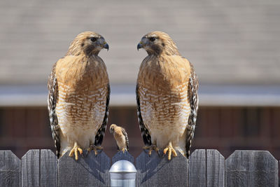 Close-up of bird perching