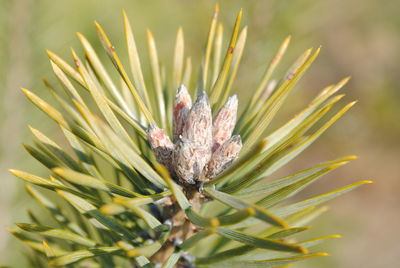 Close-up of plant buds