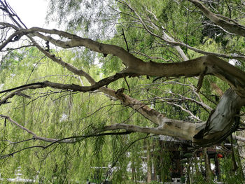 Bare tree in forest