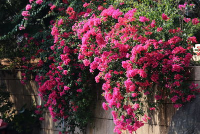 Close-up of pink flowering tree in park