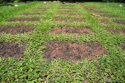 High angle view of grass on field