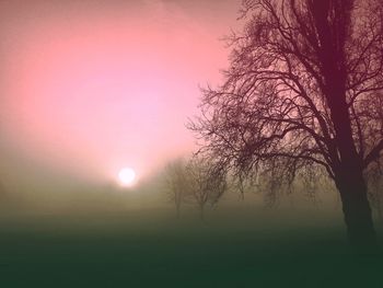 Tree against sky during sunset