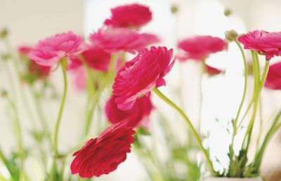 Close-up of pink flowers