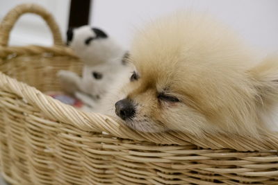 Close-up of a dog looking away