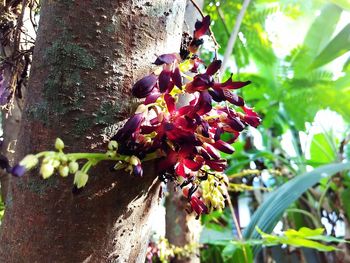 Close-up of flowers growing on tree