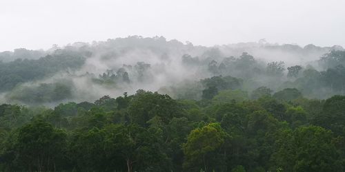 Panoramic view of trees on landscape against sky