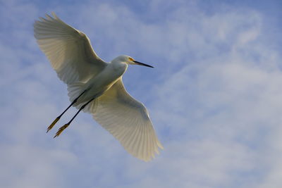 Low angle view of bird flying in sky