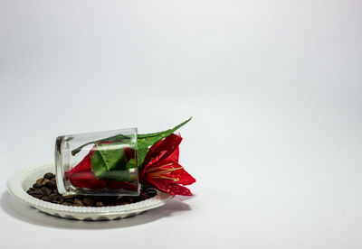 Close-up of red chili pepper against white background