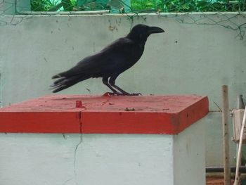 Close-up of bird perching on wall