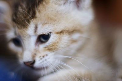 Close-up kitten looking away