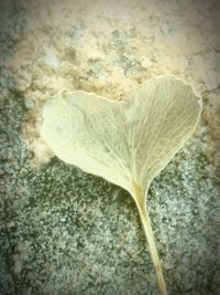 Close-up of heart shape on plant