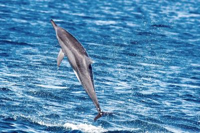 Close-up of dolphin jumping in sea