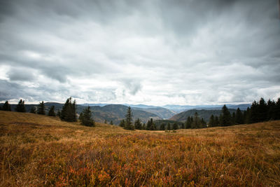 Scenic view of field against sky