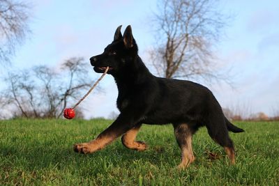 Dog looking away on field