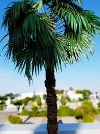 Close-up of palm tree against sky