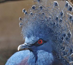 Close up of a bird