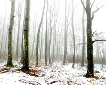 Trees in forest during winter