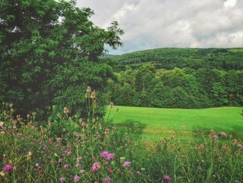 Flowering plants and trees on field against sky