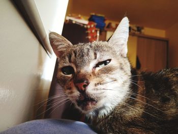 Close-up portrait of cat at home