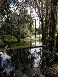 Reflection of trees in puddle