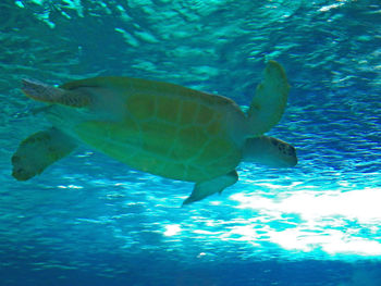 Fish swimming in sea