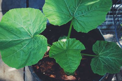 leaf