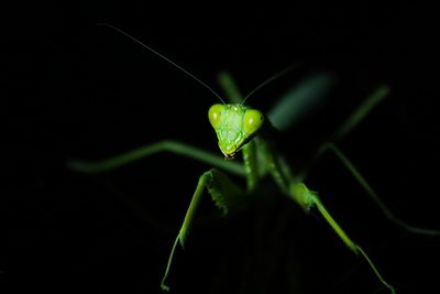 Close-up of insect on leaf against black background