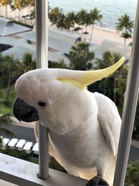 Close-up of parrot perching on tree