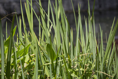 Close-up of crops growing on field