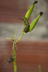 Close-up of insect on plant