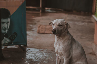 Close-up portrait of dog