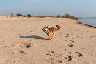 Dog running on beach