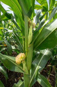 Close-up of leaves